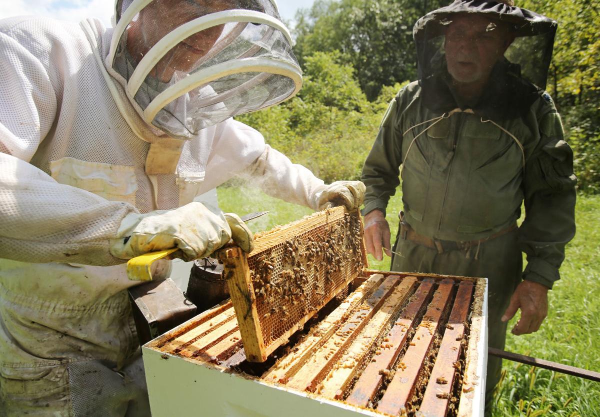 Пчеловодство для начинающих. Проект пасеки. Пчеловод на пасеке. Пчеловодство продукция отрасли.