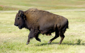 Running Buffalo